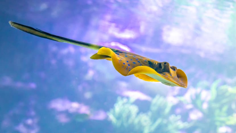 Blaupunktrochen im Aquarium des Zoo Zürich.
