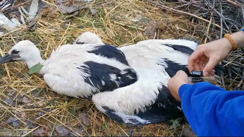 Beringung der jungen Weissstörche im Zoo Zürich, Saison 2021.