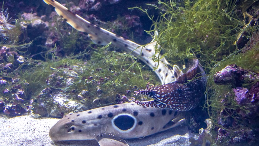 Epaulettenhai und Panthermuräne im Zoo Zürich.