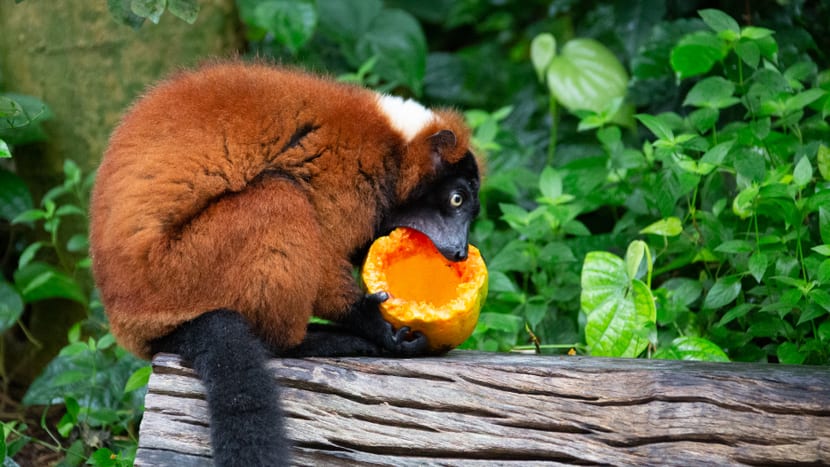 Roter Vari frisst Papaya im Masoala Regenwald des Zoo Zürich.