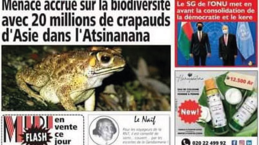 Zeitungsbericht invasive Kröten