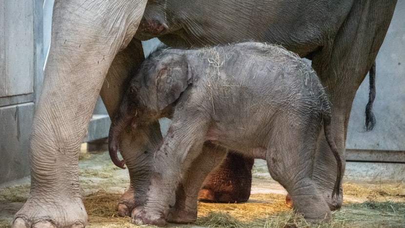 Elefanten mit neugeborenem Jungtier im Kaeng Krachan Elefantenpark im Zoo Zürich. 