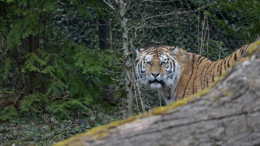 Amurtiger Zeya im Zoo Zürich. 