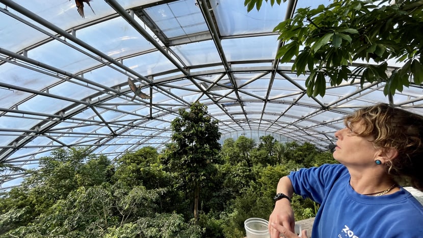 Tierpflegerin Daniel Kollmuss füttert im Masoala Regenwald die Bienenfresser.