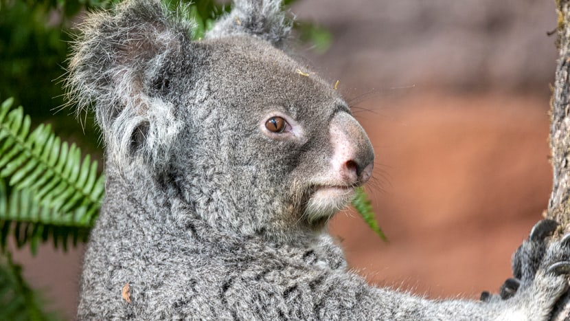 Koalaweibchen Maisy im Zoo Zürich. 