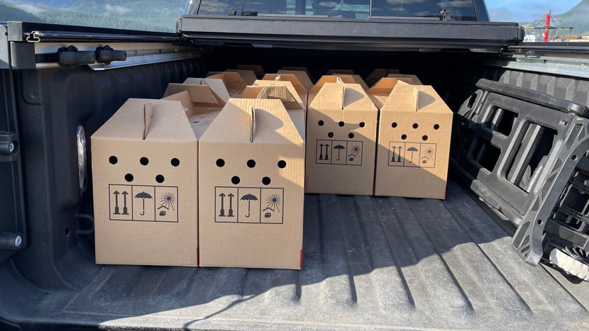 Transportboxen der jungen Habichtskäuze zur Auswilderung in Österreich.