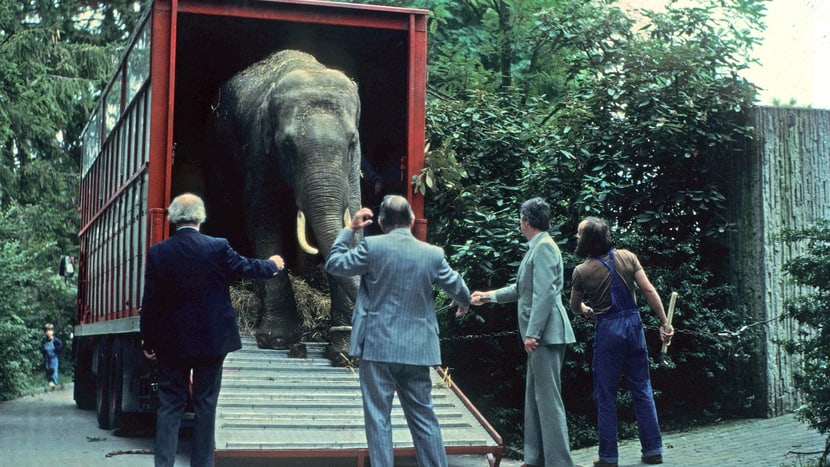 Elefant im Zoo Zürich 1981