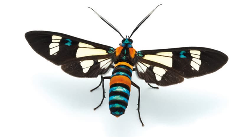 Nachtfalter Euchromia folletii (Guérin-Méneville, 1832) aus dem Buch «Magic Eyes of Madagascar» von Armin Dett.