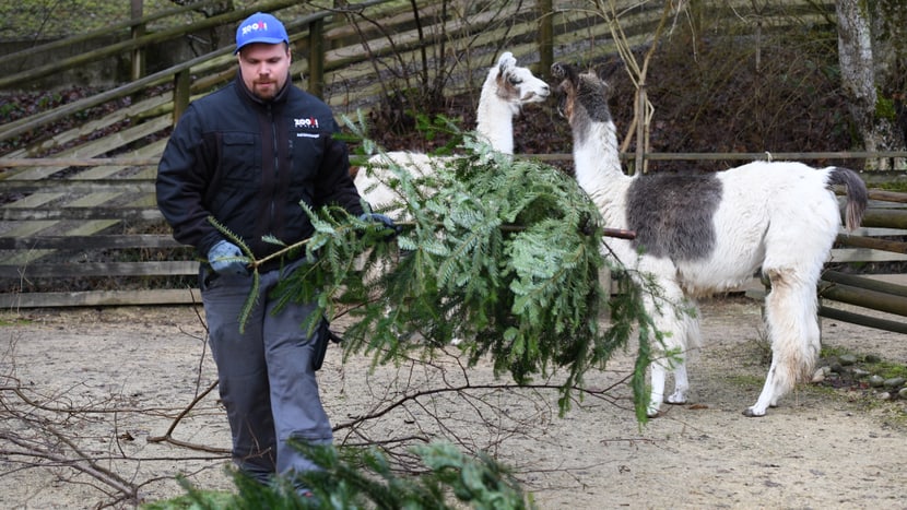 Tannenbäume für die Tiere im Zoo Zürich. 