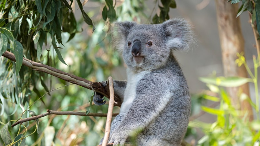 Koalaweibchen Téa im Australienhaus des Zoo Zürich.