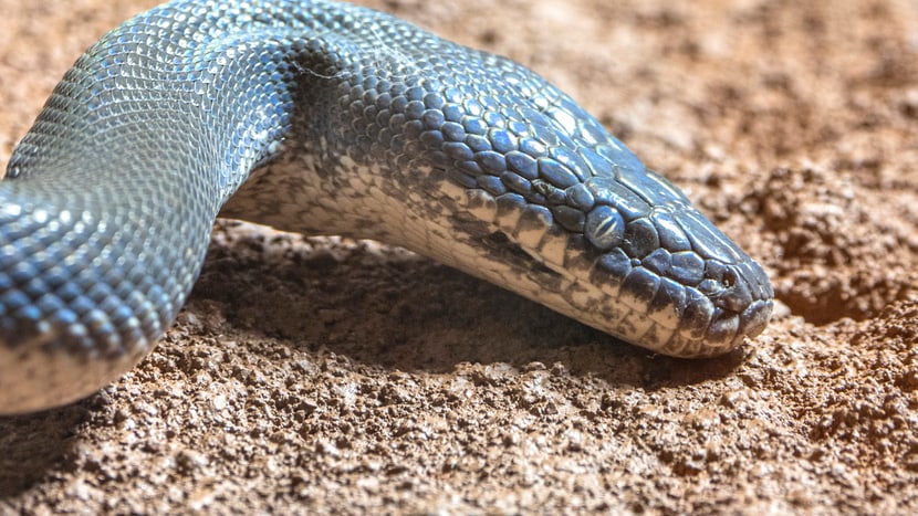 Savu-Python im Australienhaus des Zoo Zürich.