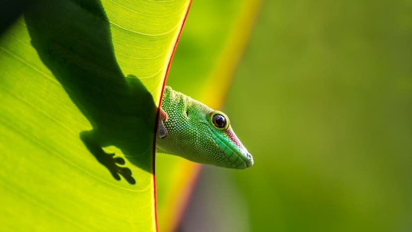 Grosser Madagaskar-Taggecko im Masoala Regenwald des Zoo Zürich.