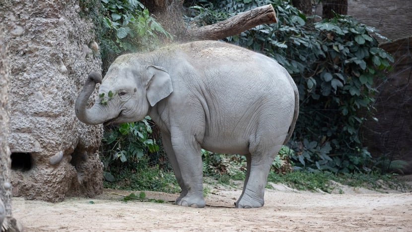 Asiatischer Elefant Omysha im Kaeng Krachan Elefantenpark des Zoo Zürich.