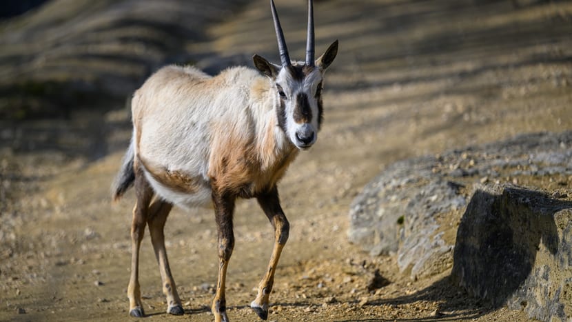 Arabische Oryx im Zoo Zürich.