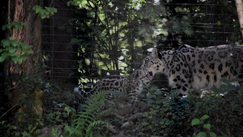 Schneeleoparden im Zoo Zürich.