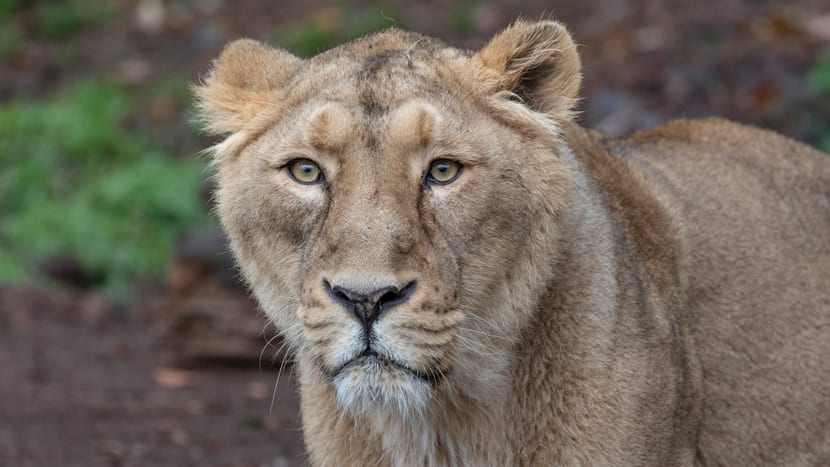 Asiatische Löwin Jeevana im Zoo Zürich.
