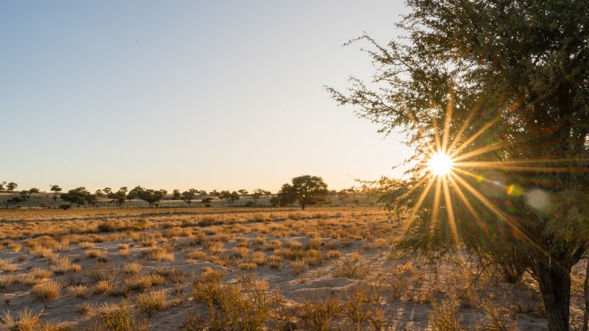 Der Zoo Zürich beteiligte sich am Landkauf in der Kalahari-Wüste.