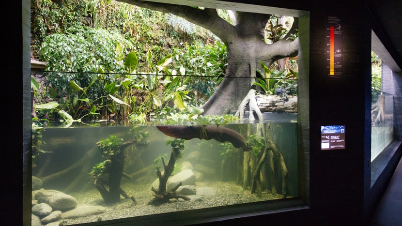 Aquarium im Zoo Zürich.
