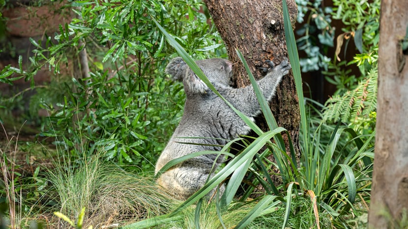 Koalaweibchen Maisy auf Erkundungstour. 