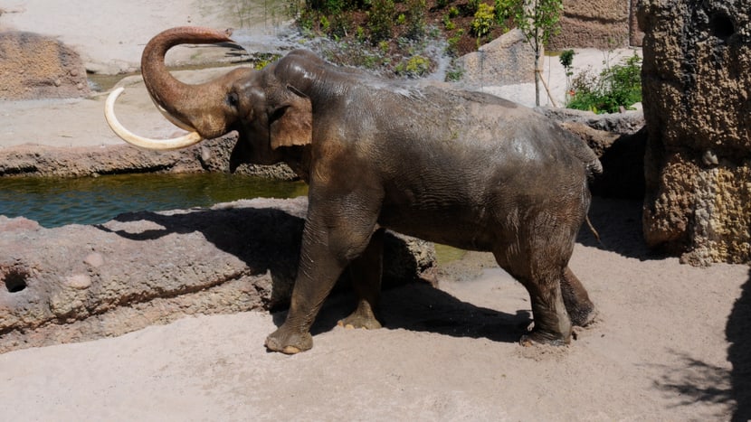 Elefant Maxi gönnt sich eine Dusche im neuen Kaeng Krachan Elefantenpark.