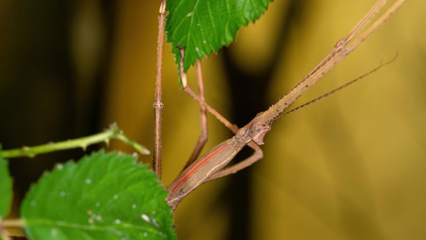 Javanische Riesenstabschrecke im Insektenwald.