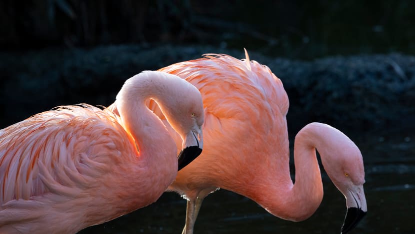 Chileflamingo im Zoo Zürich