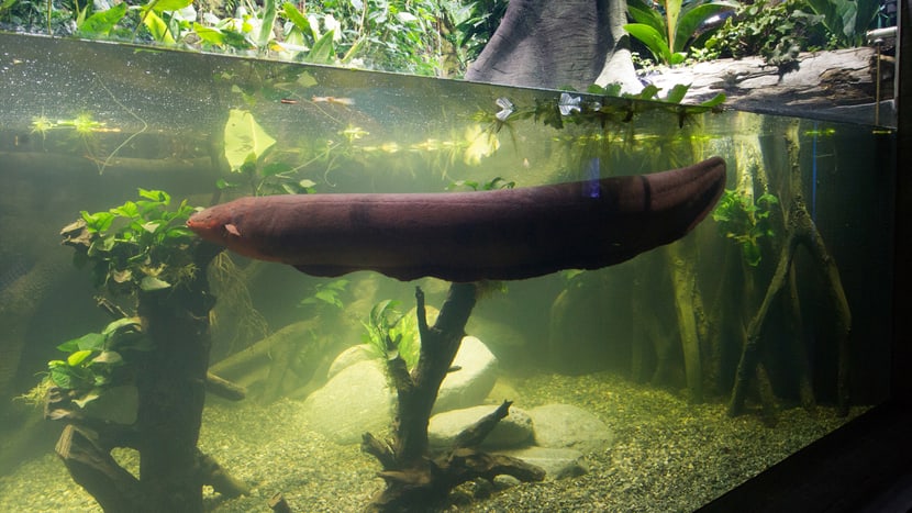 Zitteraal im Aquarium des Zoo Zürich.