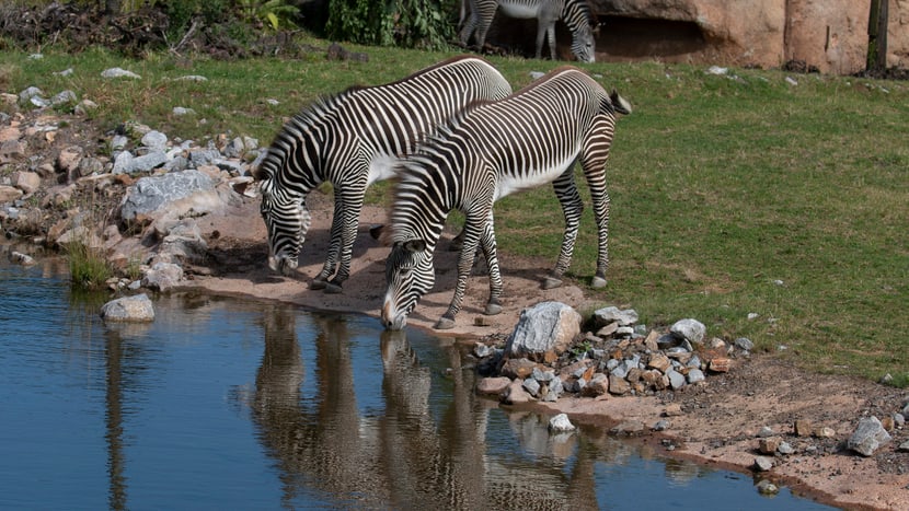 Grevyzebras in der Lewa Savanne im Zoo Zürich.