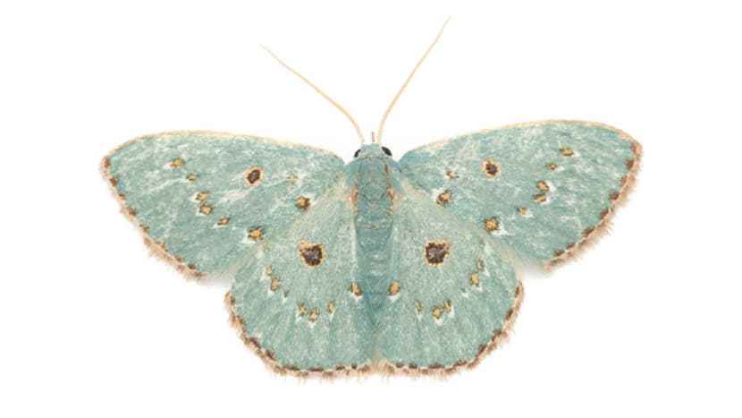 Nachtfalter Comostolopsis rufocellata (Mabille, 1900) aus dem Buch «Magic Eyes of Madagascar» von Armin Dett.