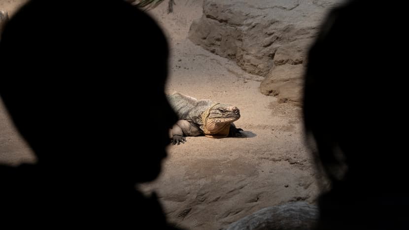 Exuma-Wirtelschwanzleguan werden bestaunt. 