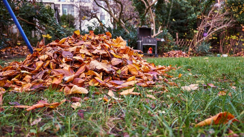 Symbolbild für Laubhafen im Garten.