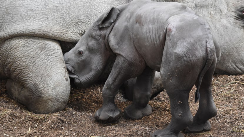 Breitmaulnashorn Ushindi im Zoo Zürich.