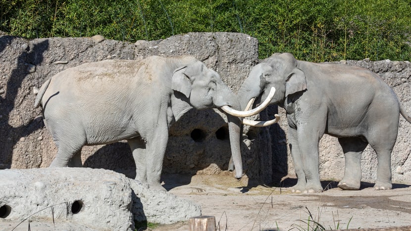 Asiatische Elefanten Maxi und Thai im Kaeng Krachan Elefantenpark im Zoo Zürich.