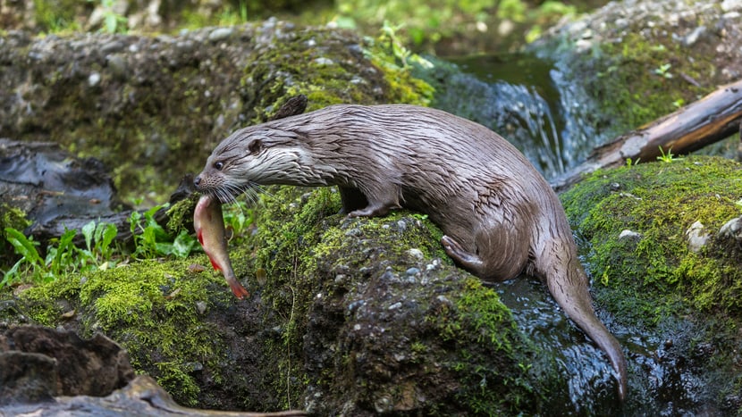 Europäischer Fischotter Lulu im Zoo Zürich.