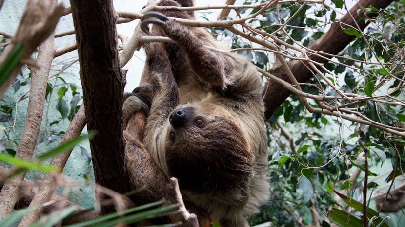 Zweifinger-Faultier im Zoo Zürich. 