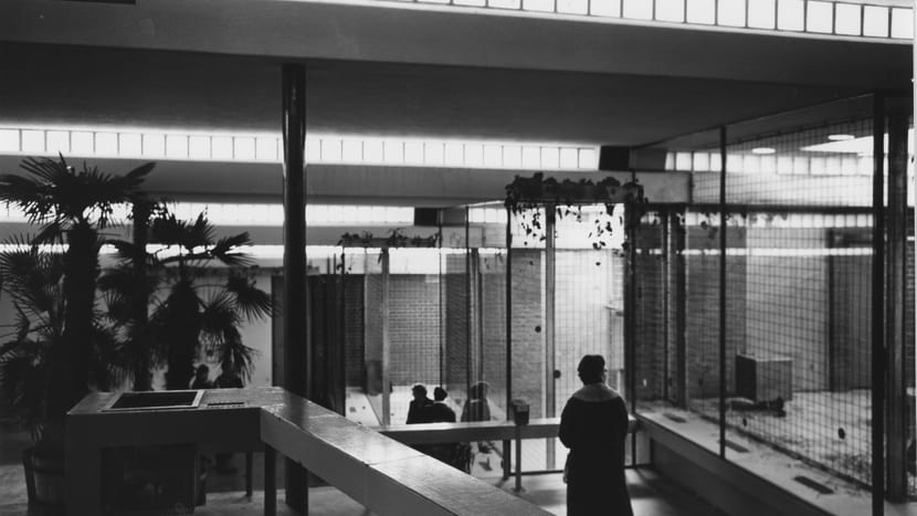 Menschenaffenhaus 1958
