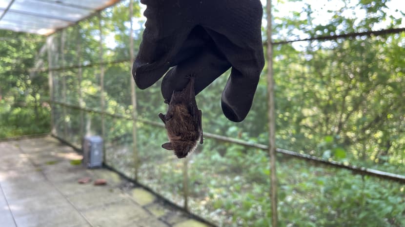 Fledermaus in der Voliere fürs Flugtraining.