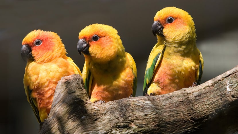 Sonnensittiche im Zoo Zürich