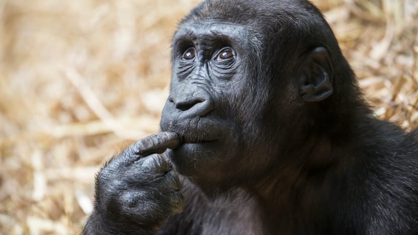 Westlicher Flachlandgorilla Mahiri im Zoo Zürich.