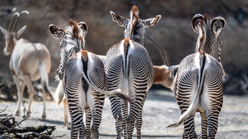 Grevyzebras in der Lewa Savanne im Zoo Zürich.