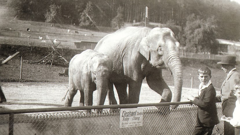 Historische Aufnahmen Zoo Zürich.