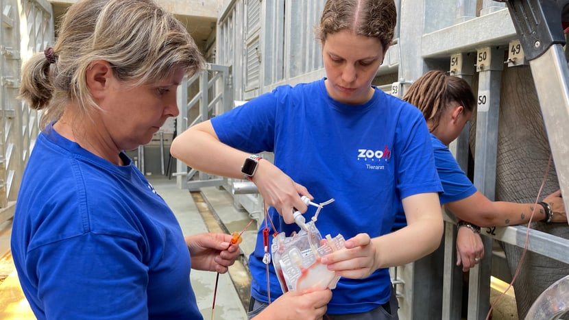 Tierärztin Dr. Patricia Kunze und Veterinärassistentin Gabi Hürlimann bereiten die Transfusion vor.