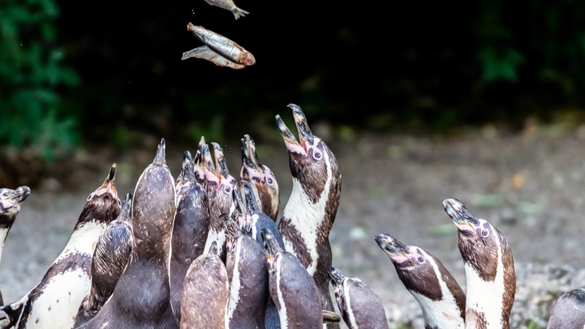 Humboldtpinguine im Zoo Zürich.