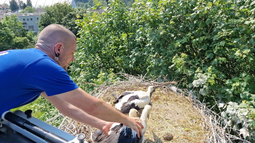 Tierpfleger des Zoo Zürich bei der Storchenberingung. 