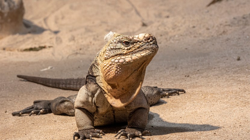 Exuma-Wirtelschwanzleguan im Zoo Zürich.