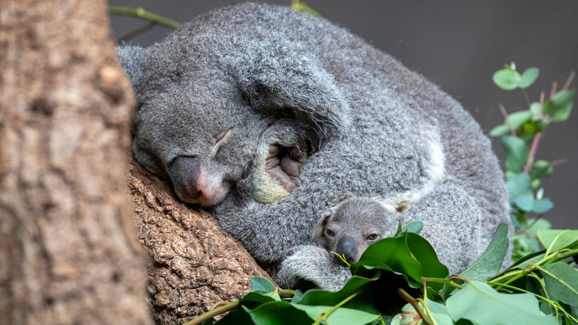 Koala Pippa mit Joey im Zoo Zürich.