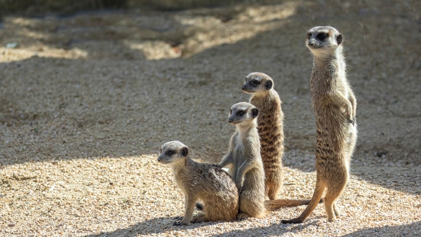 Erdmännchen in der Lewa Savanne des Zoo Zürich.