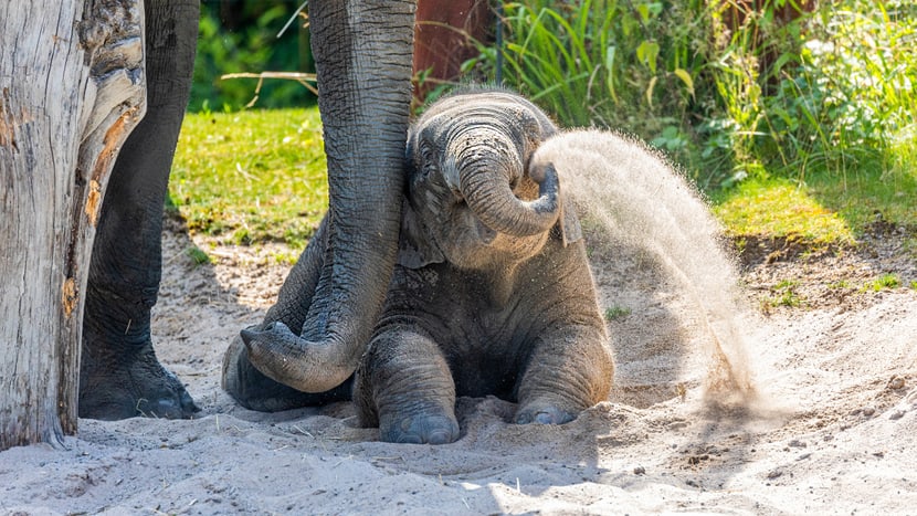 Asiatischer Elefant Umesh im Kaeng Krachan Elefantenpark des Zoo Zürich.