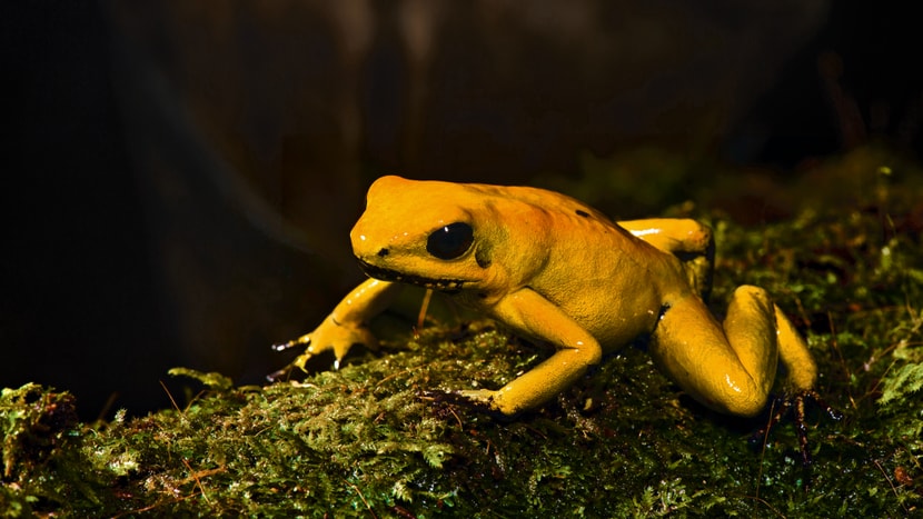 Goldener Pfeilgiftfrosch in Kolumbien.