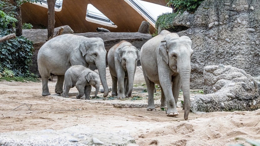 Asiatische Elefanten Chandra, Umesh, Omysha und Indi im Kaeng Krachan Elefantenpark.
